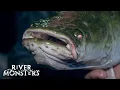 Download Lagu River Monsters Full Episode - Season 5, Episode 6 - Face Ripper