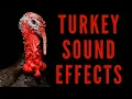 Lagu TURKEY SOUND EFFECTS - Turkey Gobbling