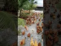 Download Lagu Ayam Kampung Kacuk