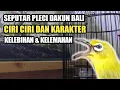 Download Lagu SEPUTAR PLECI DAKUN BALI | CIRI CIRI KELEBIHAN DAN KELEMAHAN DAKBAL #pleci