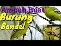 Download Lagu Suara pikat burung sirtu/cipoh ribut MP3
