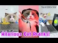 Download Lagu 😝Hilarious Cat Pranks 2025 | Viral Compilation | That Little Puff