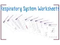Respiratory System Worksheets