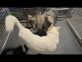 Breeding Mating Tie Lock of German Shepherd Dogs Educational