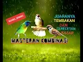 Lagu Masteran kombinasi cucak kinoi,kapas tembak,gereja tarung cocok untuk murai batu,cucak ijo dll