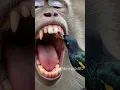 Download Lagu Vogeltandarts: Helpt het tandvlees van een aap genezen