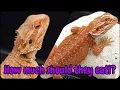 Bearded Dragon Health Feeding Schedule By