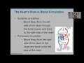 Anatomy Chapter 11 The Cardiovascular System