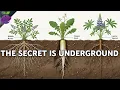 Download Lagu Revive Dead Soil With These 10 Plants - No Chemicals Needed