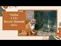 Malia 1 YO Boxer Hound Mix Obedience Training Best Dog Trainers in Columbus OH