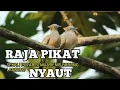 Download Lagu Suara pikat PERKUTUT RAJA PIKAT semua jenis perkutut langsung nyaut 