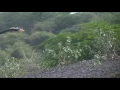 Peacock flying