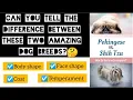 4 KEY DIFFERENCES BETWEEN SHIHTZU VS PEKINGESE DOG S CHARACTERISTICS IDENTITIES AND BEHAVIOURS