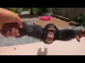 Download Lagu Spinning Monkey 1-Hour │ Life Could Be A Dream 1-Hours