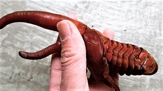 17 weird scary insects