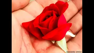 هاك الوردة دي امير موسى 