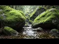 【睡眠用BGM】苔むす森の清らかなせせらぎ｜深い眠りへ誘う自然音｜ASMR / Pure Stream in a Mossy Forest - Nature Sounds for Deep Sleep