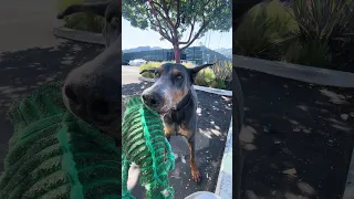 #Fyp #fypシ #dream #pets #doberman