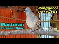 Download Lagu Pancingan perkutut Jamin Langsung nyaut Bikin gacor