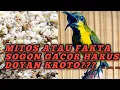 Lagu Apakah sogon wajib doyan kroto,agar rajin bunyi \u0026 gacor???