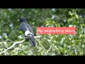 Lagu Bidadari Park-Black Baza and migratory stars. Nov \u0026 Dec 2024.