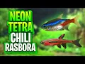 Neon Tetra Vs Chili Rasbora - Whats The Best Fish For Your Aquarium