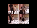 Super cute puppy gifs