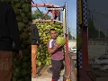 Download Lagu 9179772672 Nariyal pani ka wholesale kam ❤️❤️😌🌴 #nariyalpani #shorts #coconutwater