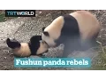 Download Lagu This panda doesn't want to be bathed