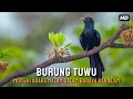 Download Lagu Burung Tuwu: Misteri Suara Malam dalam Budaya dan Alam