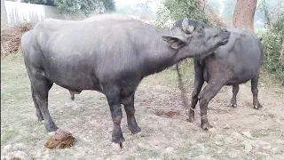 amazing buffalo meeting hd video 2022 for animals lovers buffalo crossing video