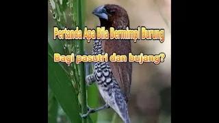 arti mimpi burung part 2 bagi pasutri dan bujang gadis menurut syekh ibnu sirin