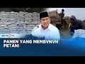 Download Lagu Panen yang Membvnvh Petani