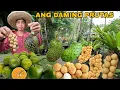 Download Lagu MGA PRUTAS SA BUKID NAGKASABAY SABAY ANG HINOG