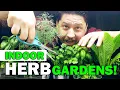 Download Lagu Indoor Herb Gardens - The Definitive Guide For Beginners
