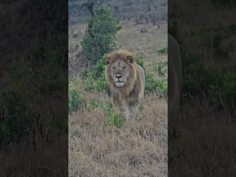 Male lion confronting his opponents