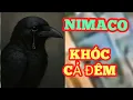 Download Lagu 🛑 NÓNG : Thám Tử Cao vlog báo tin mới  vụ số 5