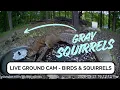 Live Bird Feeder Ground Cam - Michigan Backyard Birds Cardinals Blue Jays Goldfinches