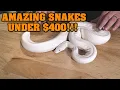BEST BALL PYTHONS FOR REASONABLE PRICE We look at the best pet snakes 400 or LESS