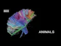 MUSE - Animals (Lyrics)