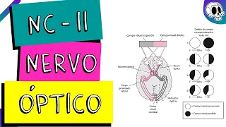 NERVO CRANIANO II - NERVO ÓPTICO | Lesão de QUIASMA ÓPTICO | Como Davi venceu Golias