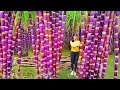 Download Lagu Harvesting Tons Of Sugarcane, Use Truck Transport Sugarcane Go To Market Sell | Phương Farm Life