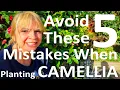 Download Lagu Avoid these 5 Mistakes When Growing and Planting Camellias