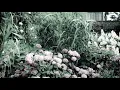 Love Is Blind (w/LYRICS) by Janis Ian (1976)