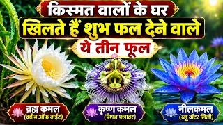 किस्मत वालों के घर खिलते हैं ये 3 फूल | Brahma Kamal, Neel kamal, Krishna Kamal Ghar Pe Kaise Ugain