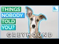 Download Lagu Things Nobody Told You About Owning a Greyhound? - Vet Dr Alex