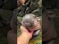 Download Lagu Moodeng Viral baby hippo #cute #hippopotamus #khaokheowopenzoo