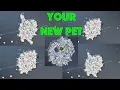 How to Grow Amoebas at Home