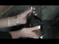 Unique Doberman Ear Posting with Nasal Strips