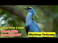 Download Lagu Perpaduan Suara Masteran Murai Batu dan Lovebird untuk Murai Mud